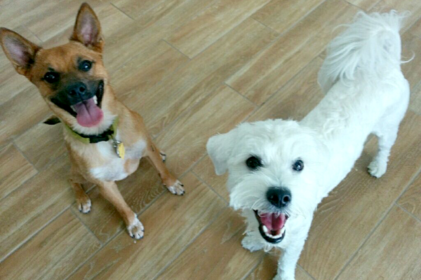 Smiling Dogs